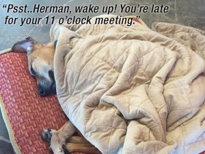 herman_asleep